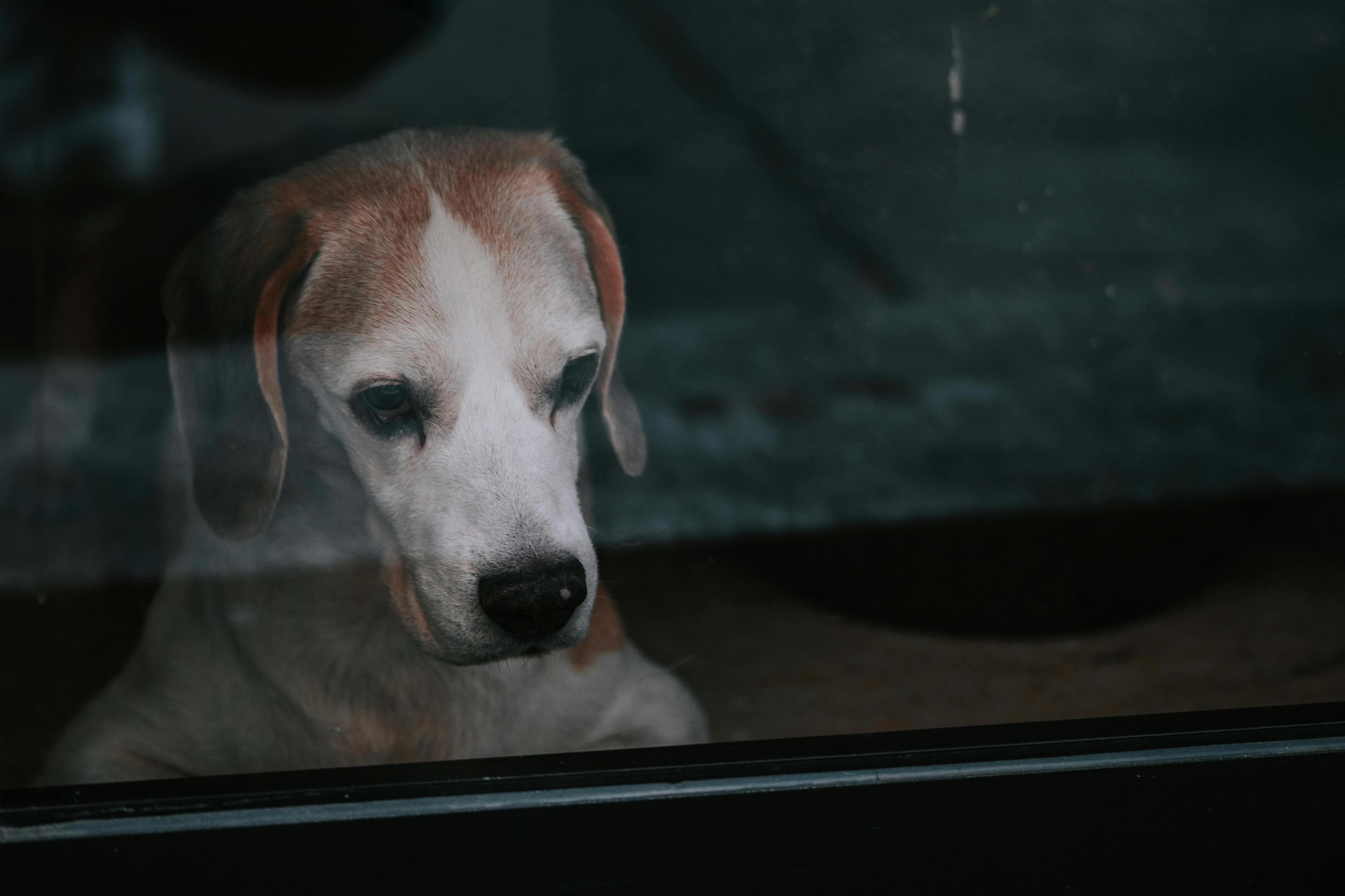 Comment apprendre à mon chien à rester seul ?
