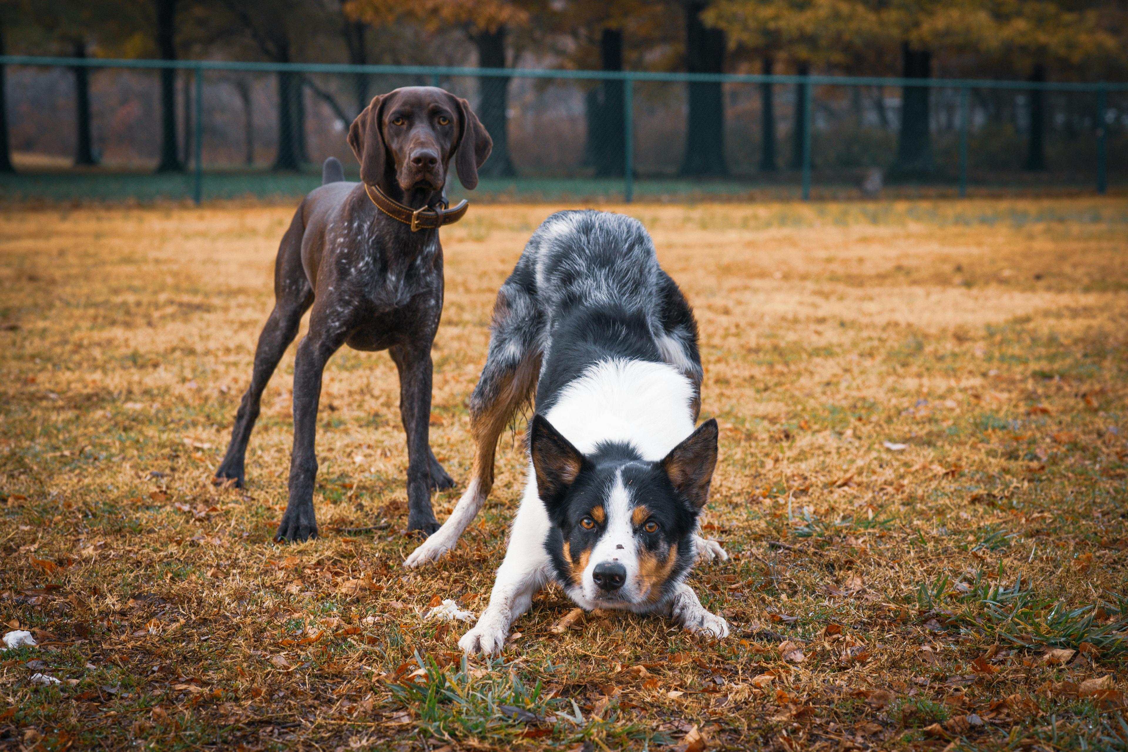 Comment gérer l’excitation excessive chez le chien ?