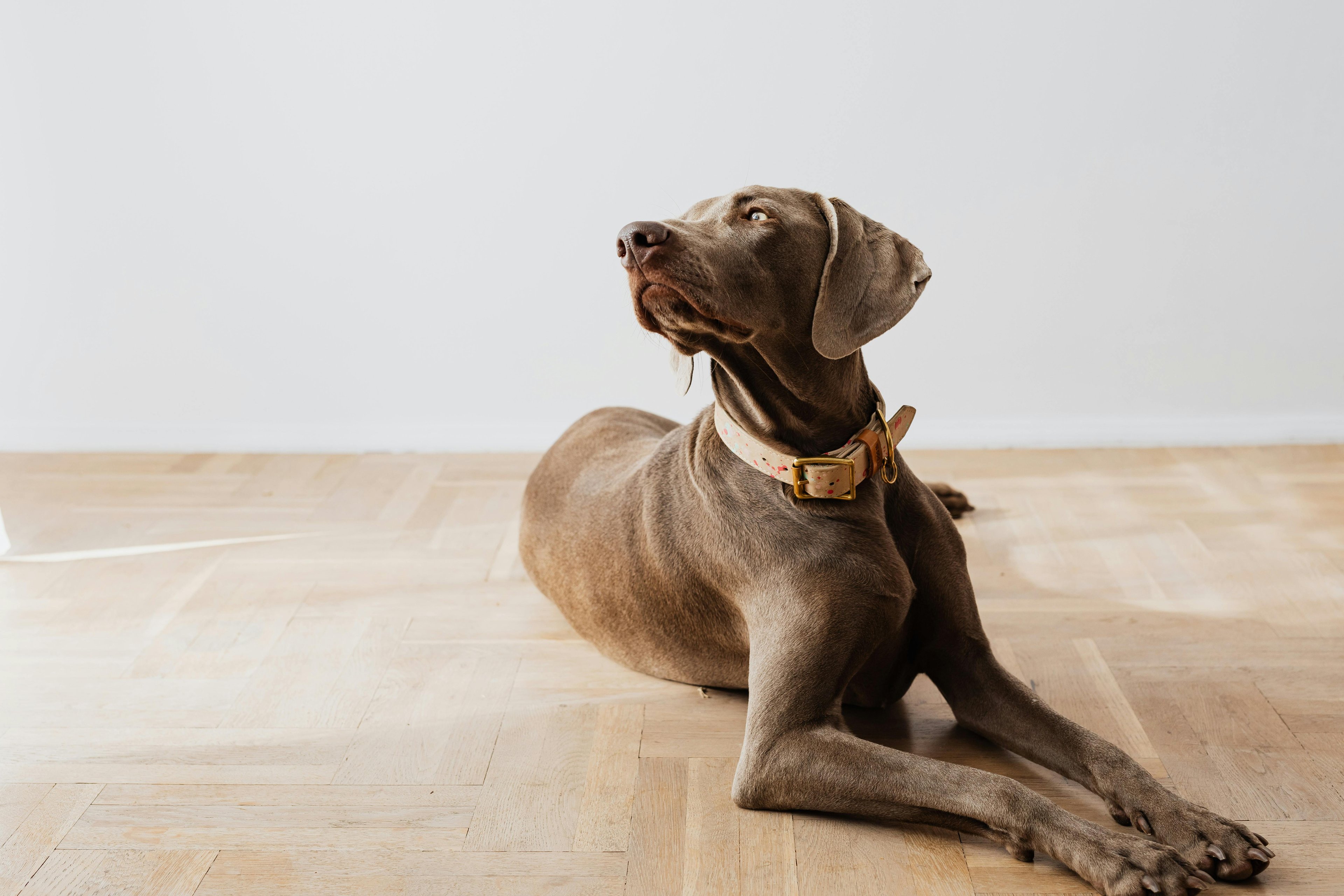 un chien couché et calme