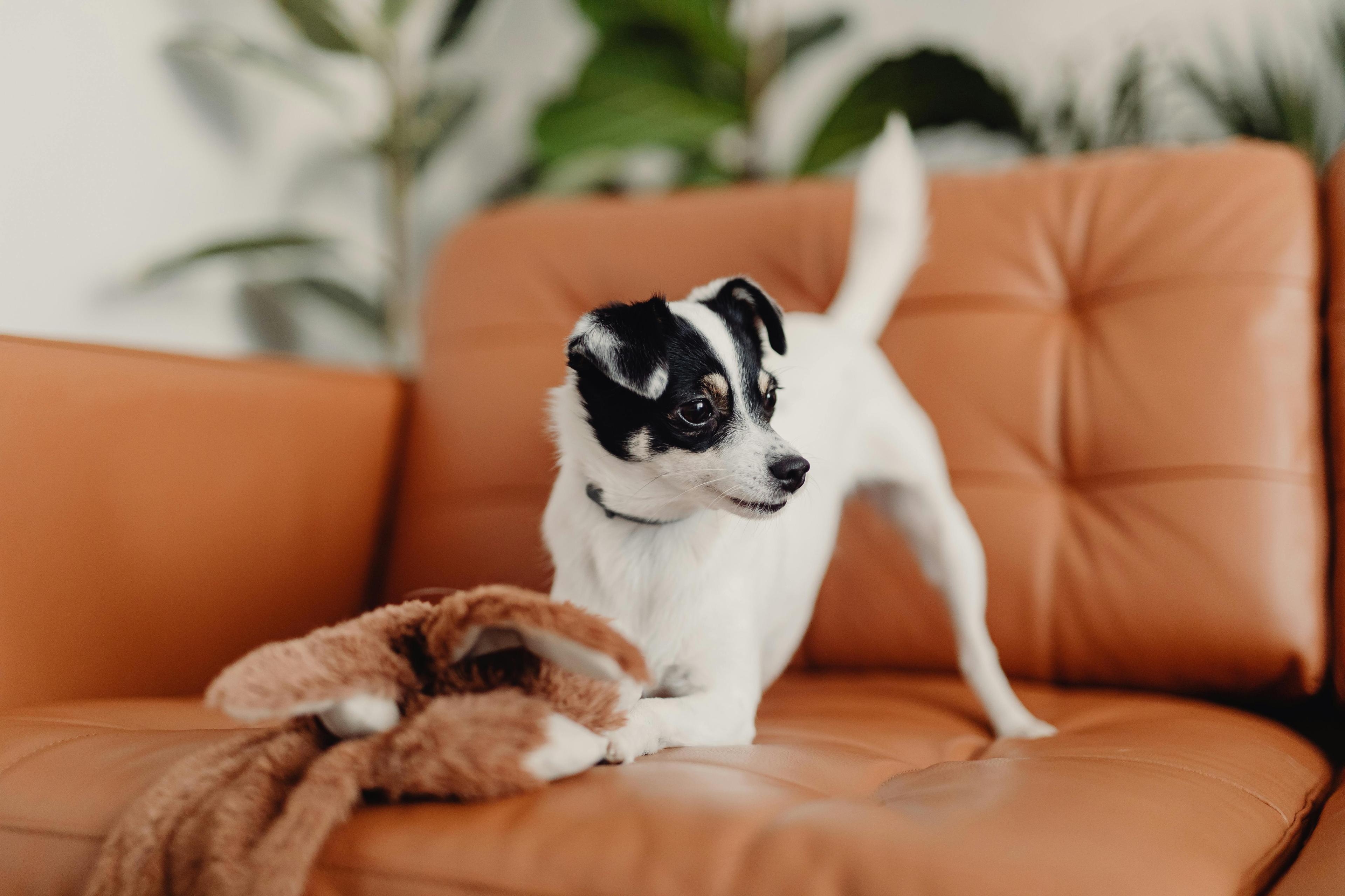 Comment calmer mon chien à la maison ?
