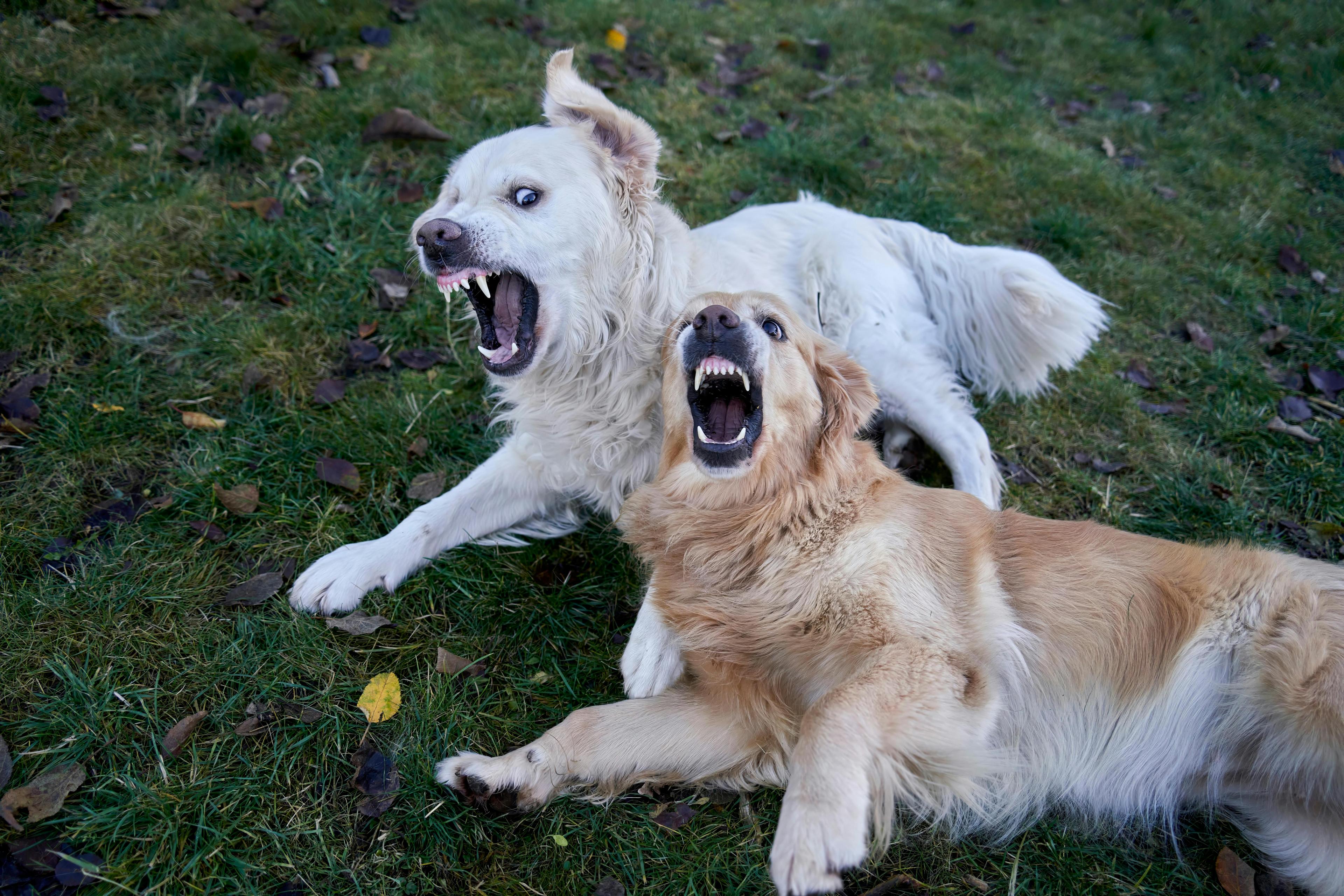 deux chiens couchés dans l'herbe se montrant leurs dents