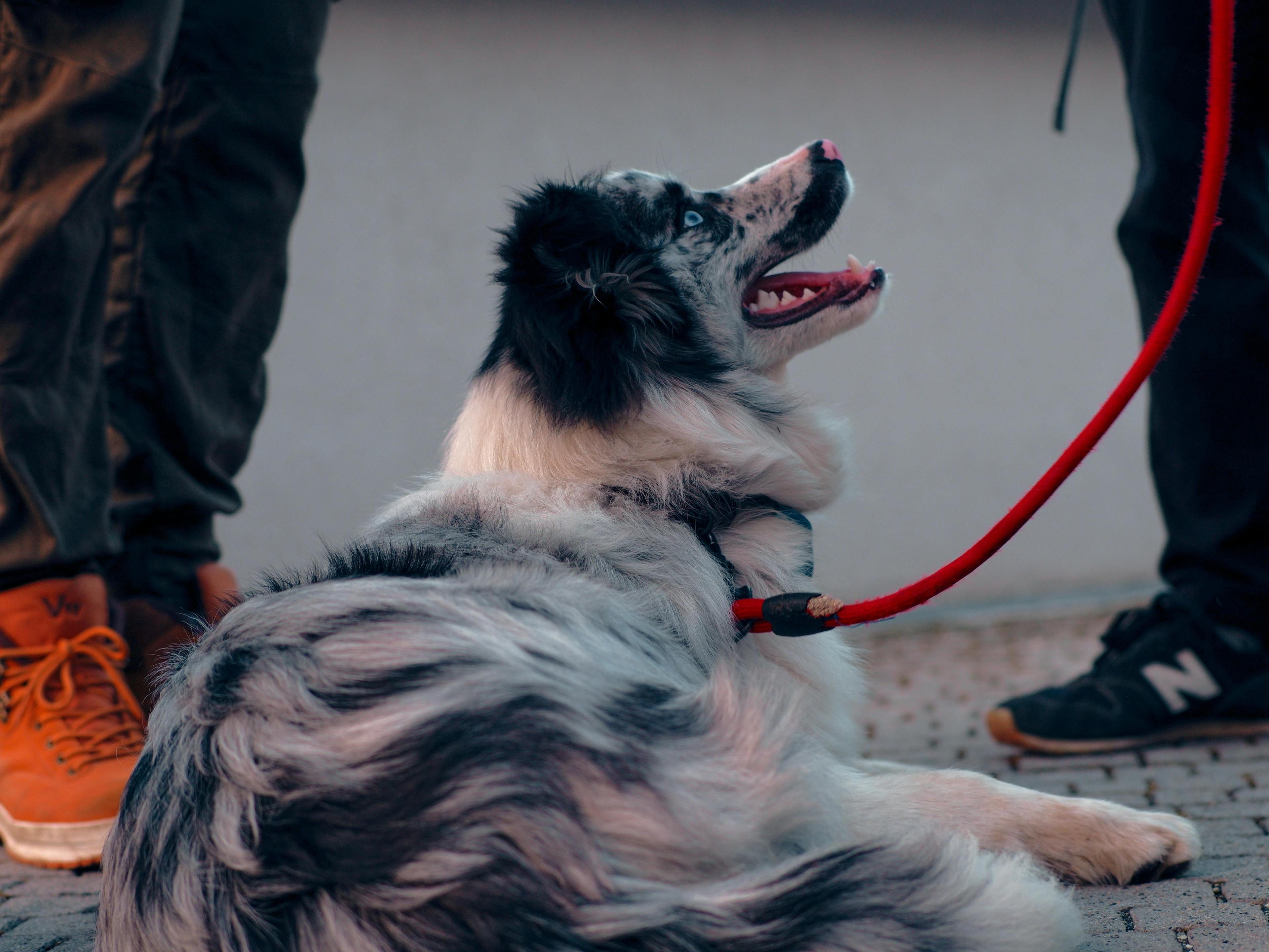 un border collie en laisse, couché et calme