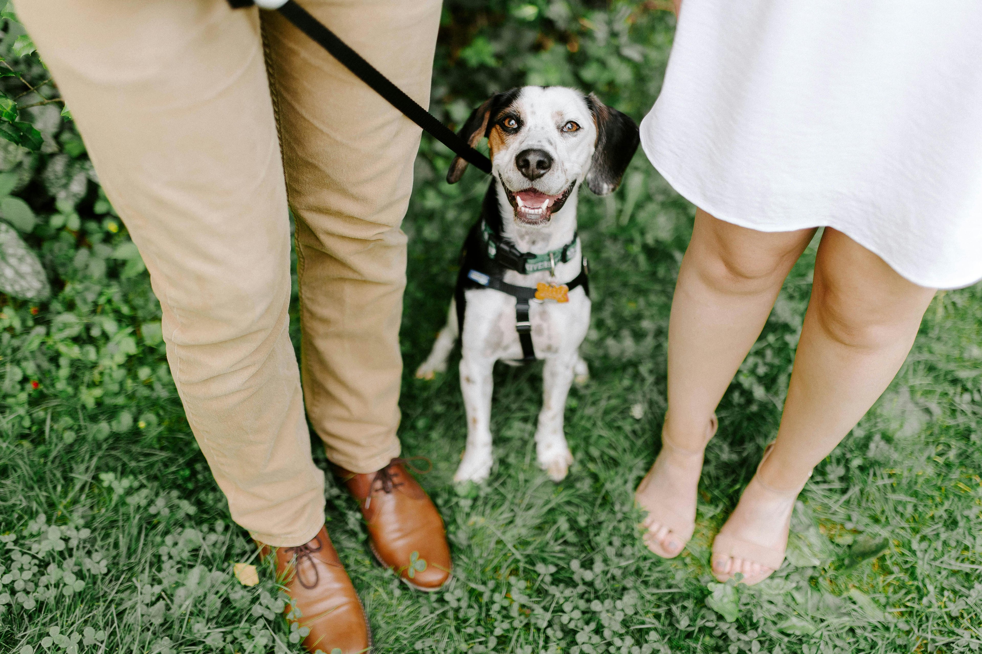 un chien assis aux pieds de ses propriétaire