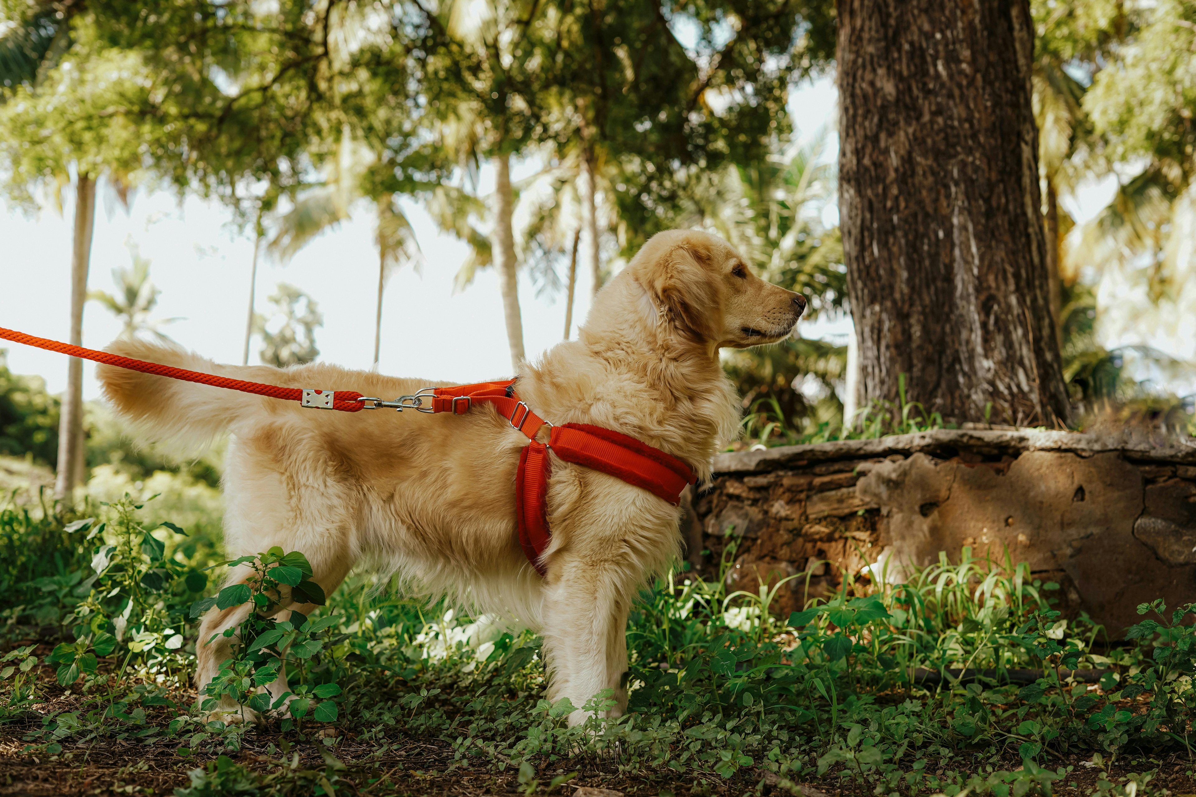 un golden retriever en laisse détendu
