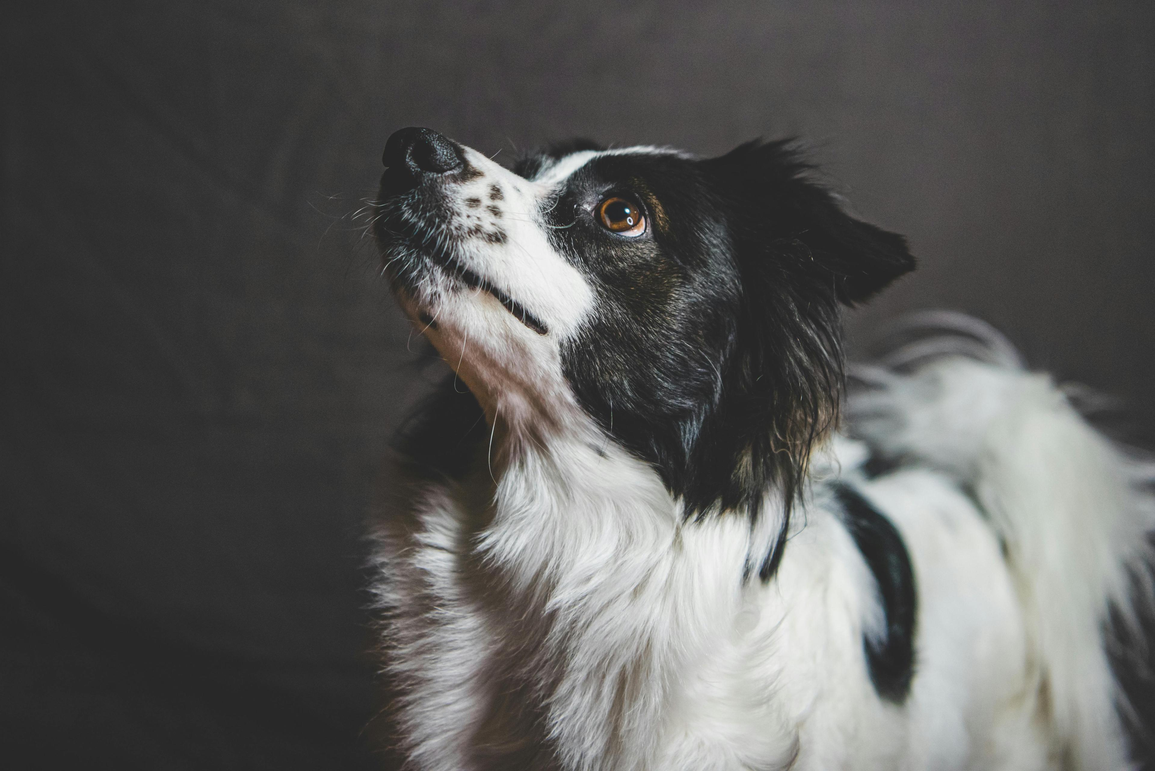 un petit chien concentré sur le regard de son maître