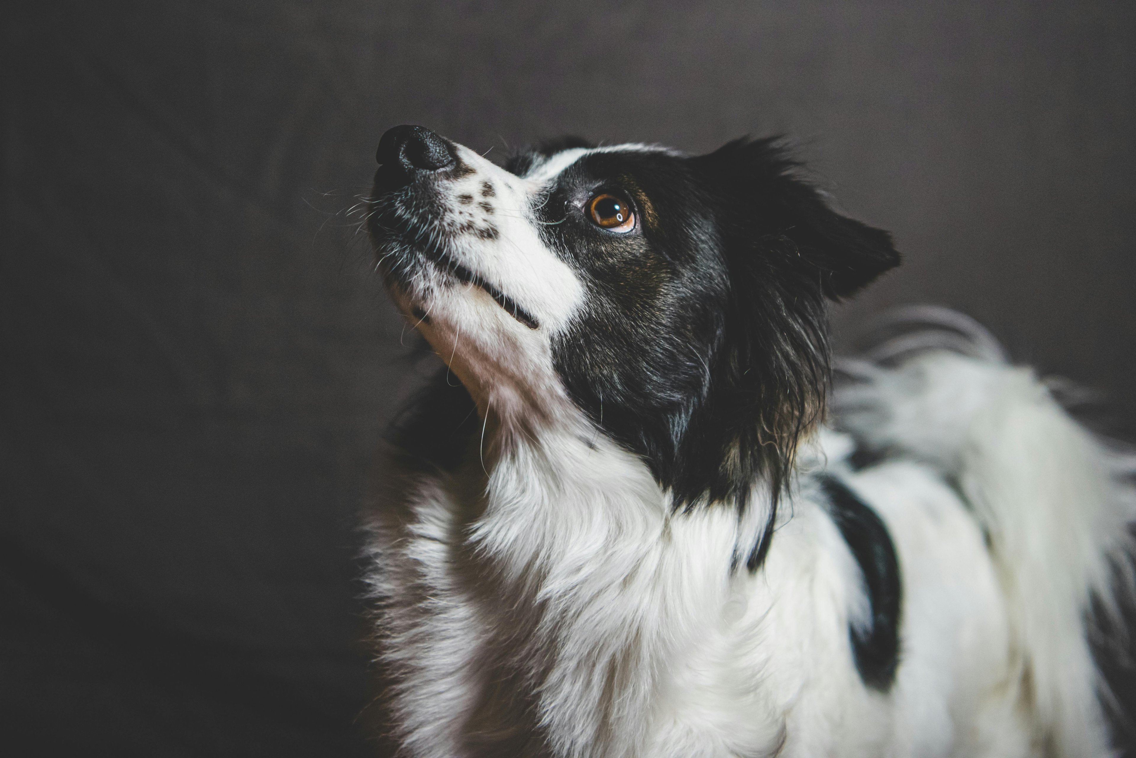 un petit chien concentré sur le regard de son maître