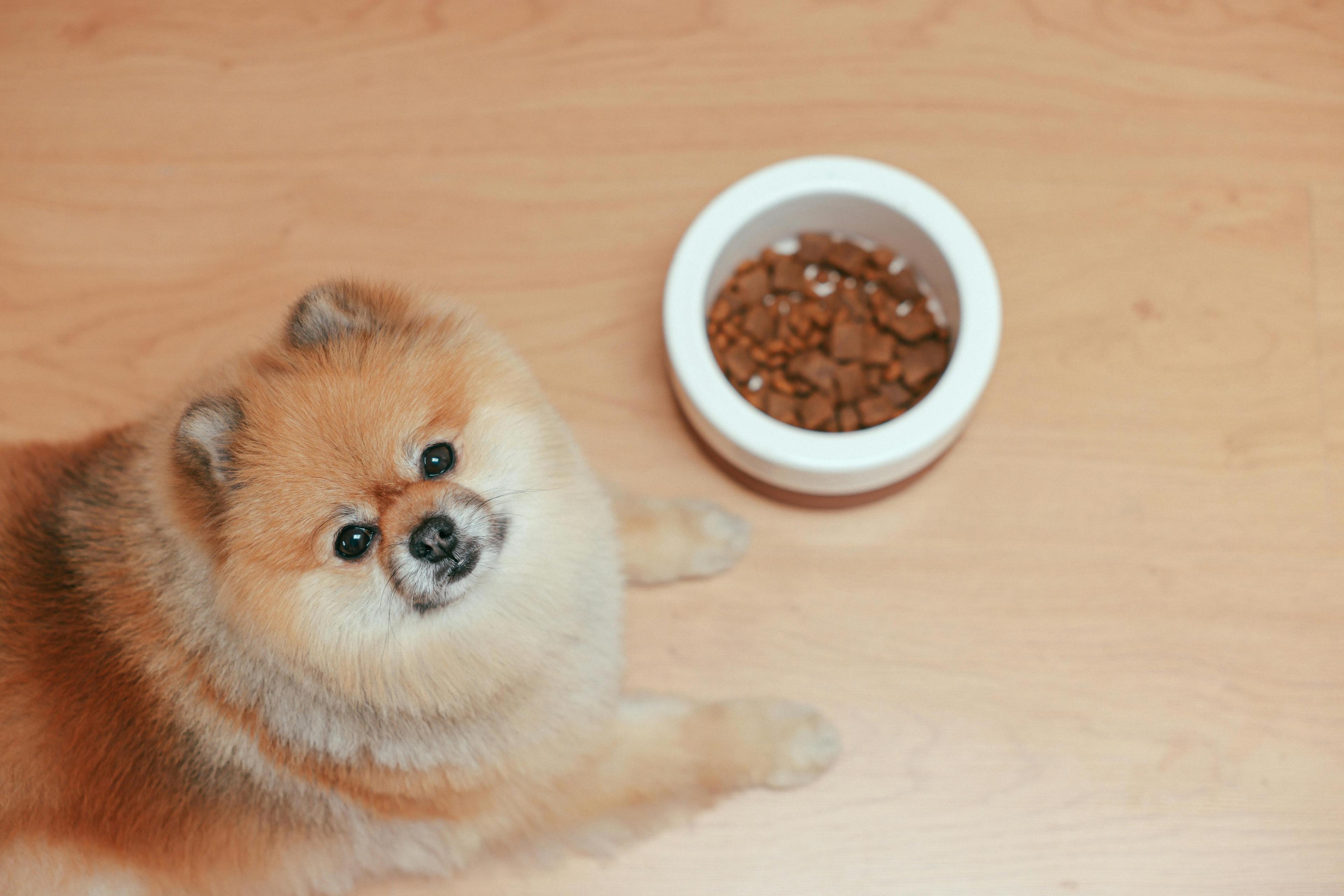 Comment apprendre à mon chien à attendre avant de manger ?