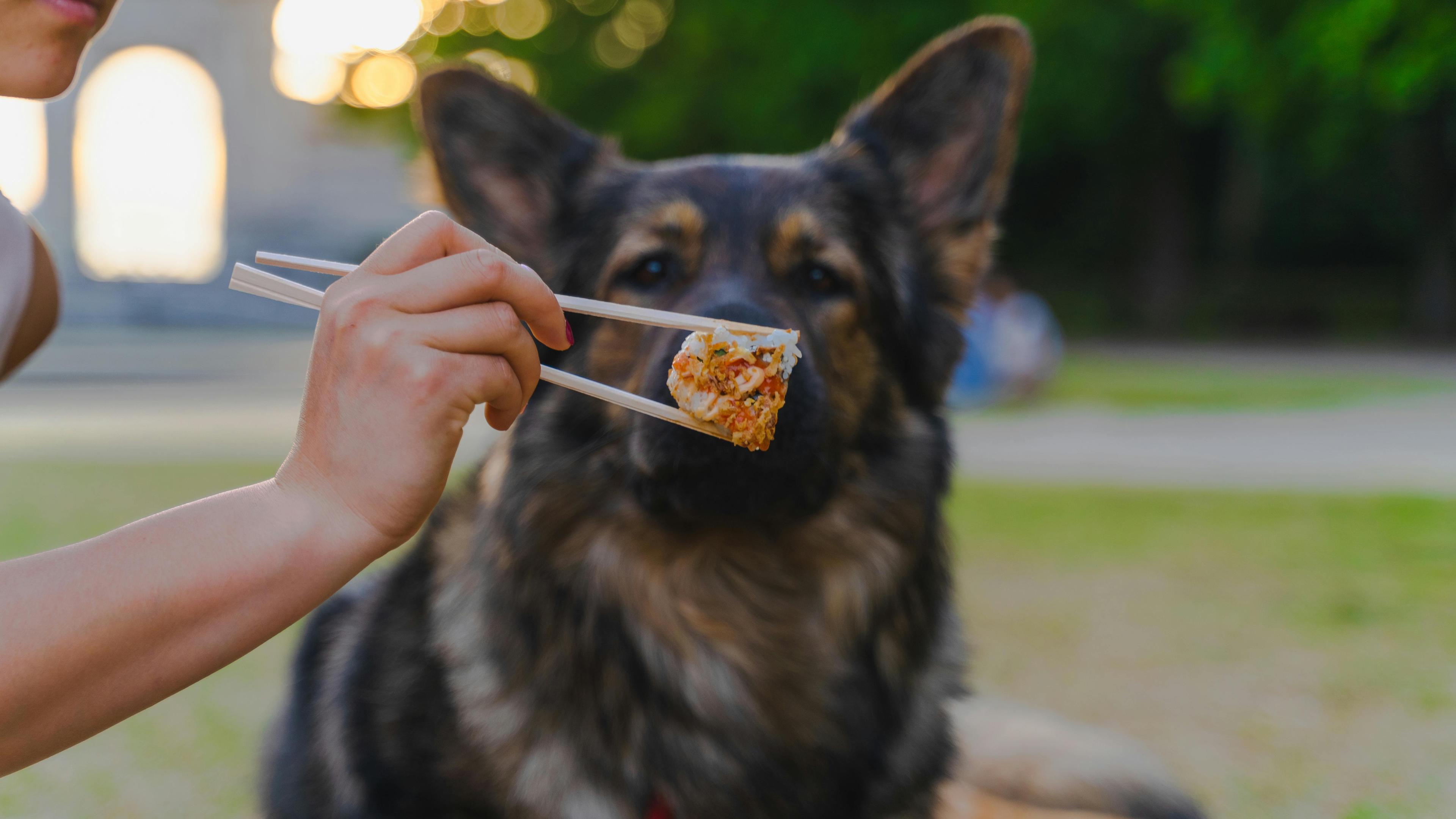 Comment apprendre à mon chien à ne pas prendre sans autorisation ?
