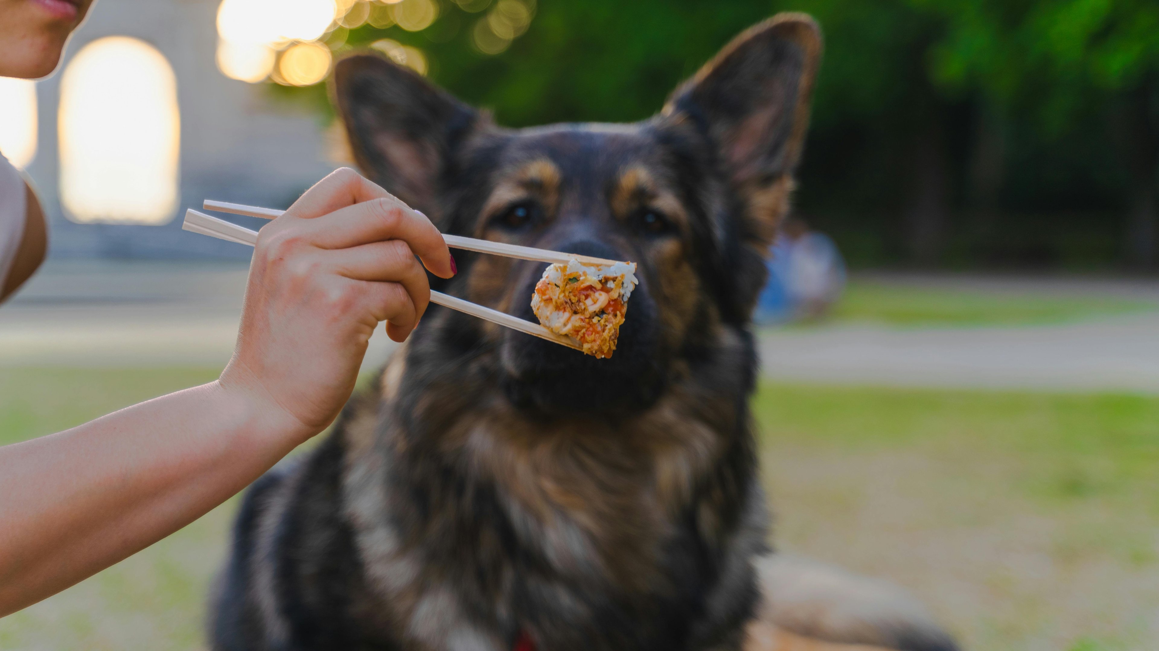 un chien qui se retient de ne pas prendre un sushi que son maître lui met devant la truffe