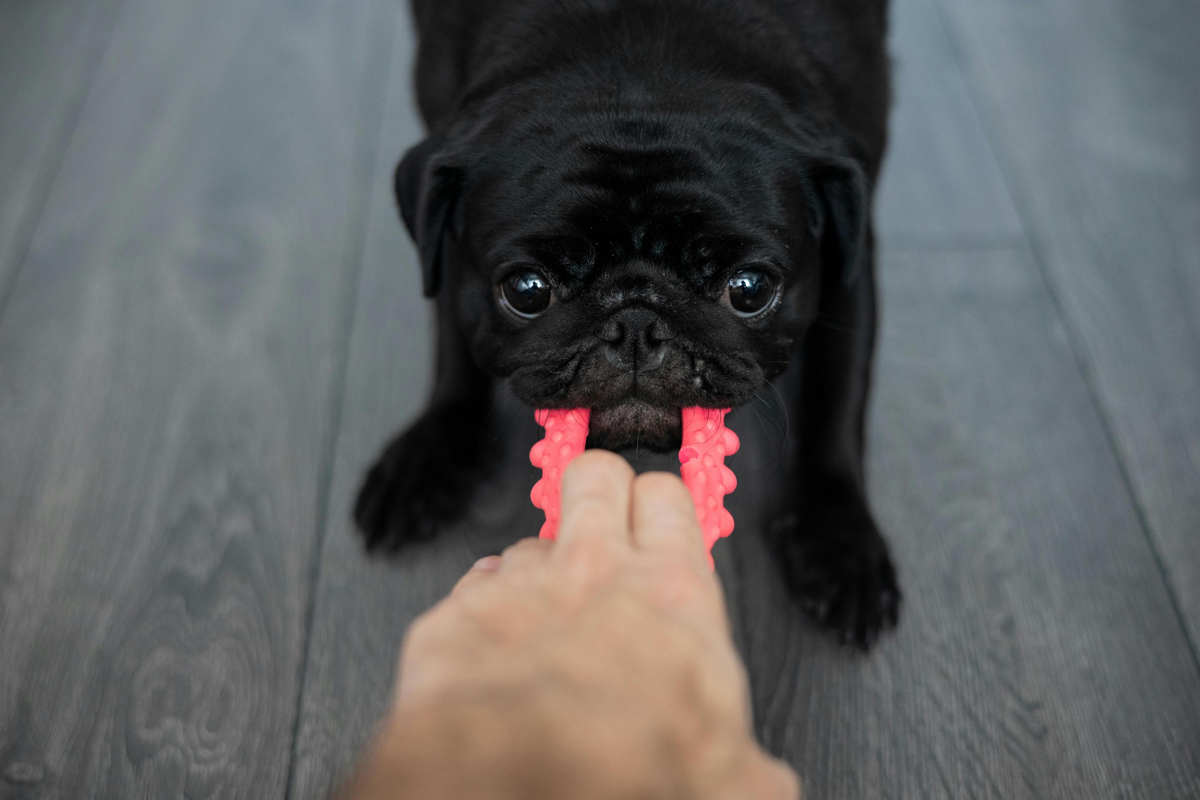 Comment apprendre à mon chien à lâcher un objet ?