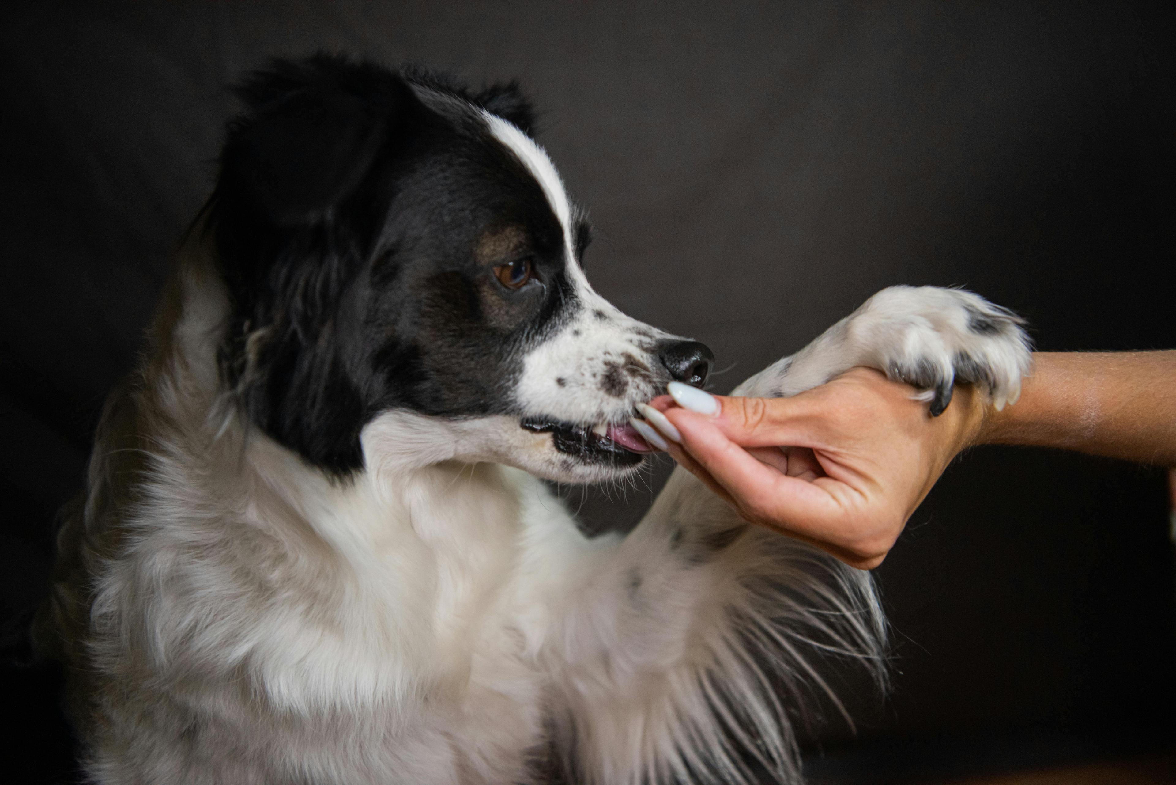 Comment apprendre à mon chien à donner la patte ?