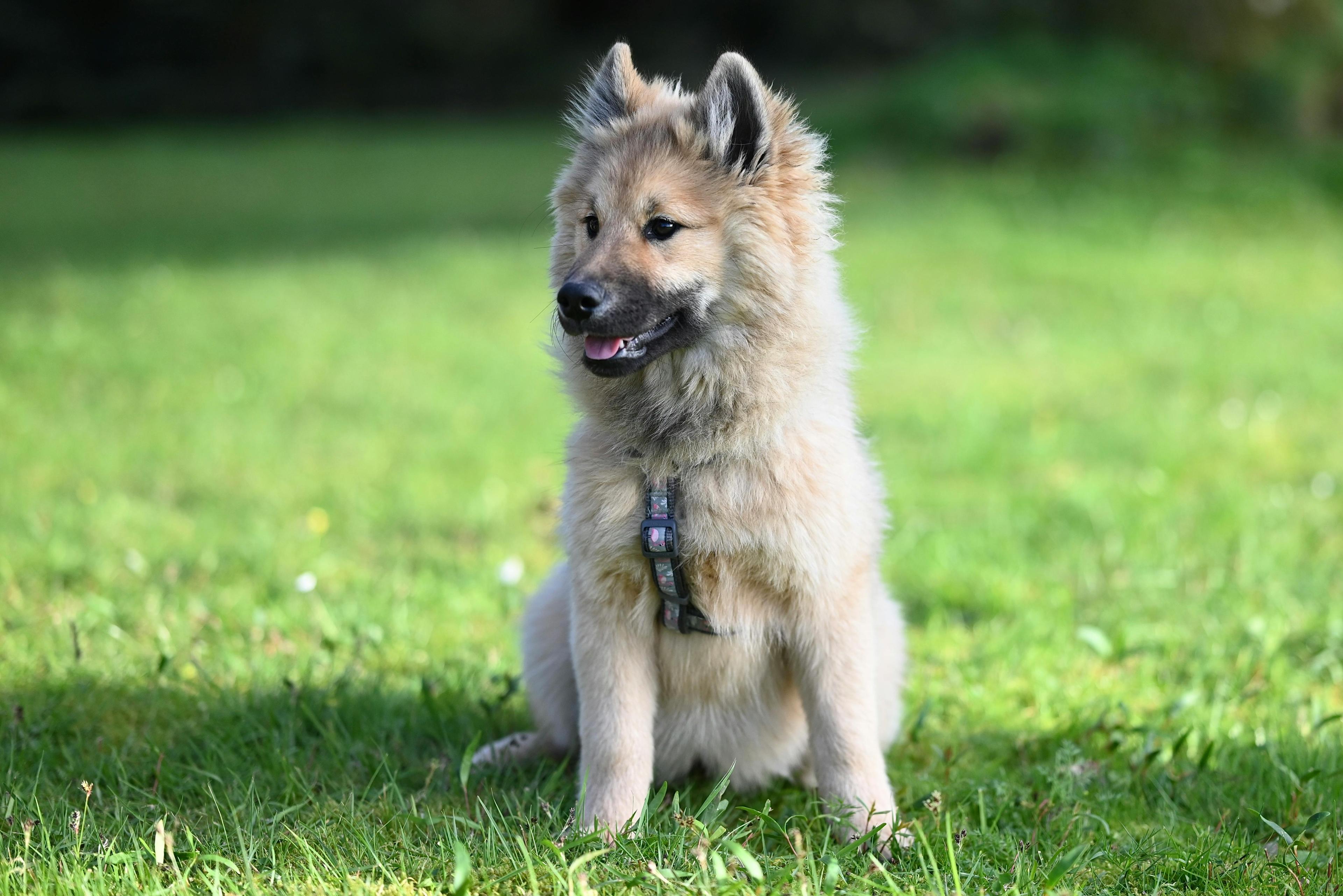 Comment apprendre le “reste” à mon chien ?