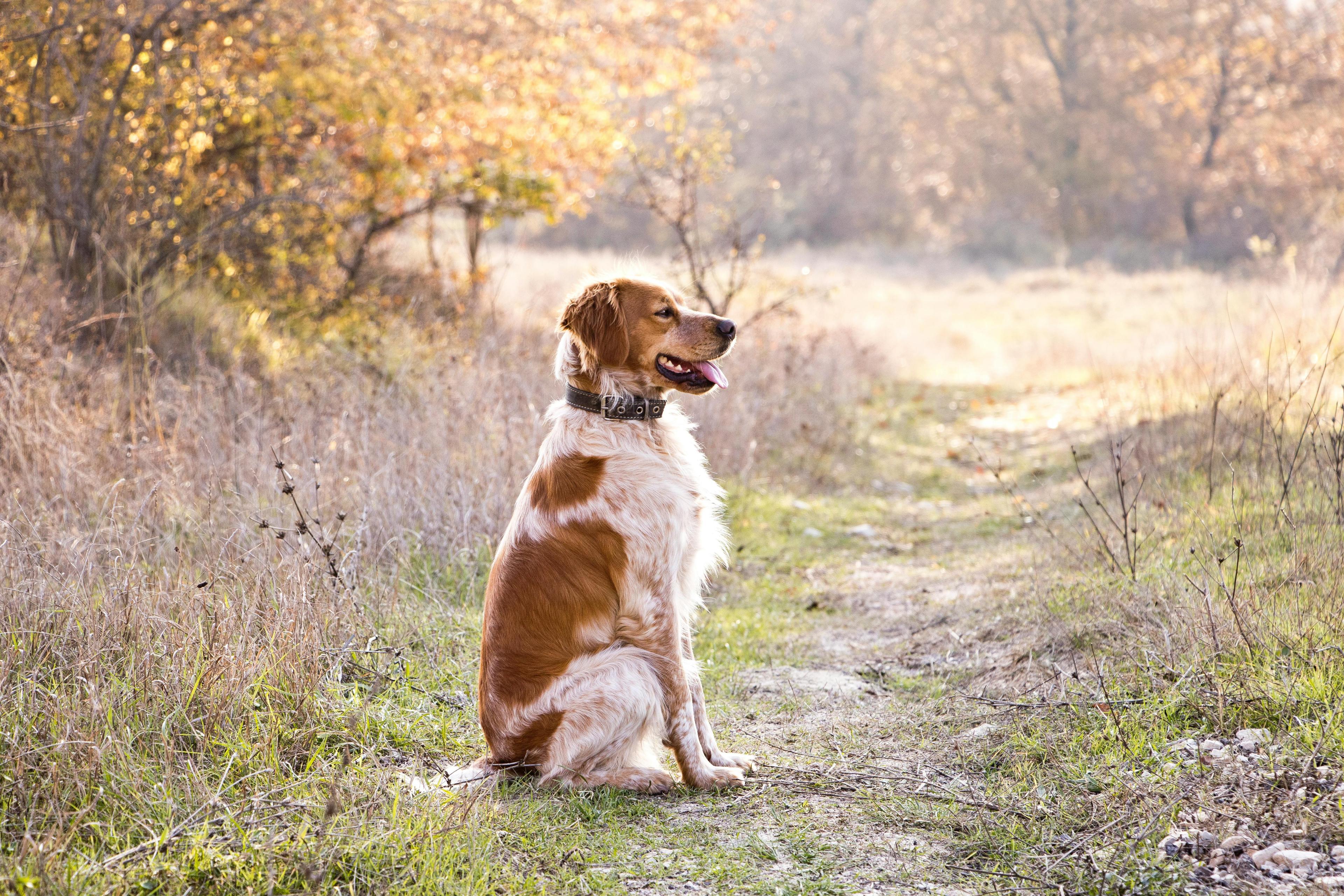 Comment apprendre le “pas bouger” à mon chien ?