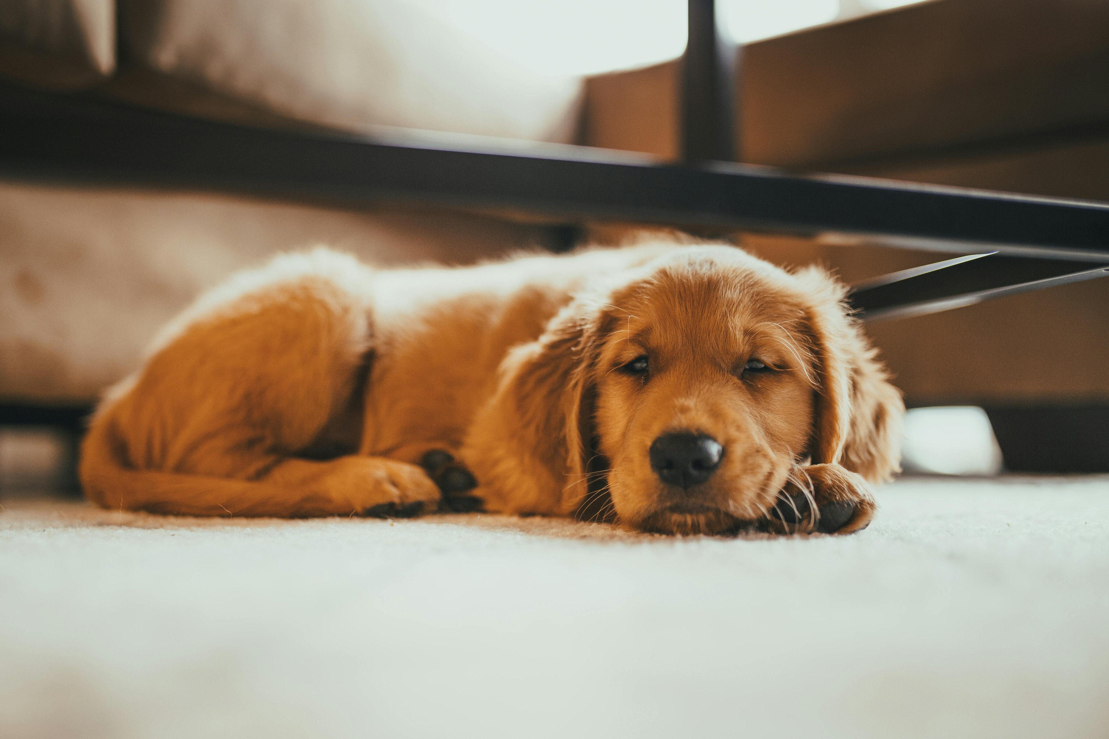 un golden retriever chiot qui est couché et s'endort