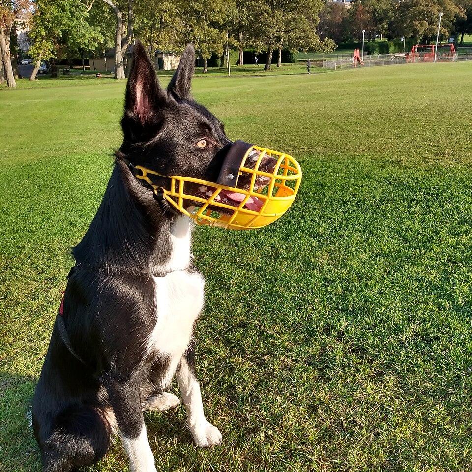 Comment apprendre à mon chien à porter une muselière ?