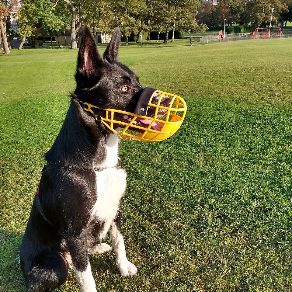 Comment apprendre à mon chien à porter une muselière ?