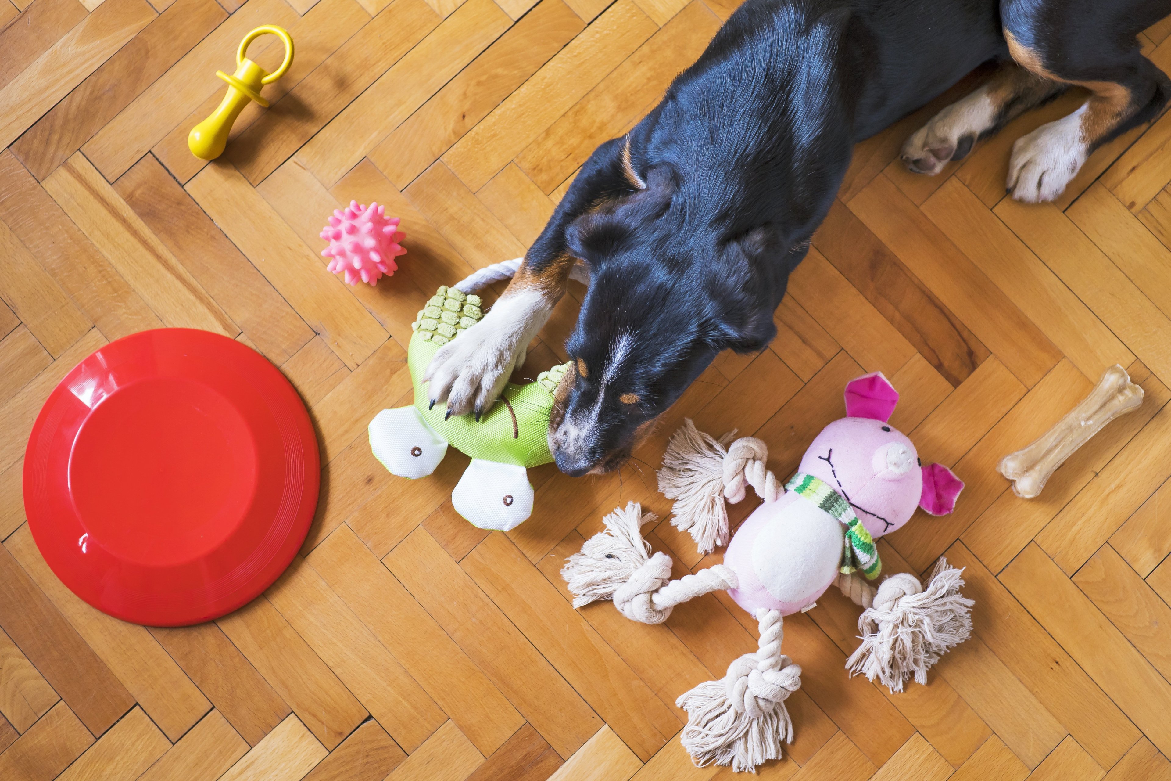 Pourquoi mon chien est obsédé par ses jouets ?