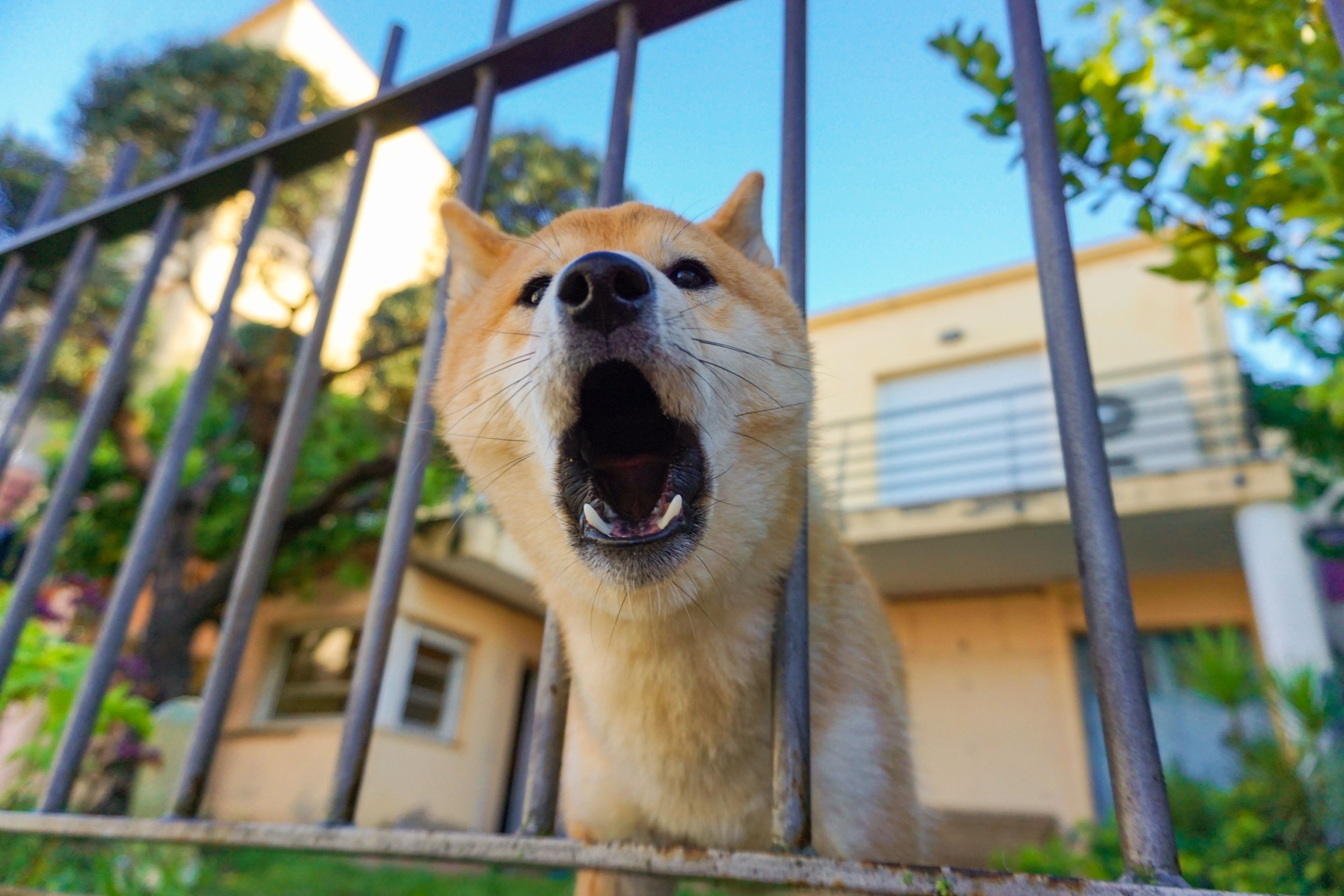 Pourquoi mon chien aboie ?